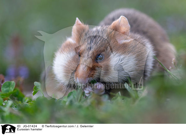 Eurasian hamster / JG-01424