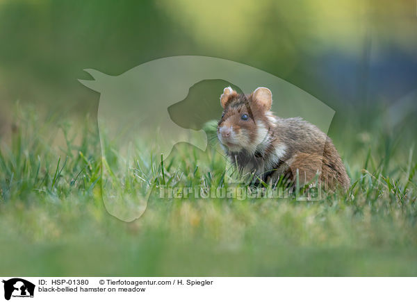 black-bellied hamster on meadow / HSP-01380