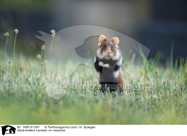 black-bellied hamster on meadow / HSP-01381