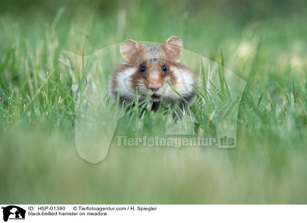 black-bellied hamster on meadow / HSP-01390