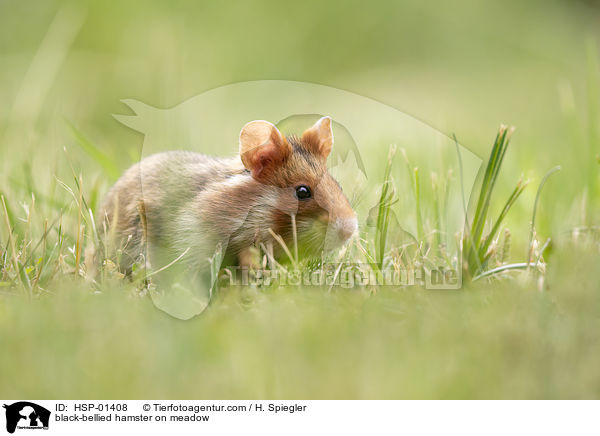 black-bellied hamster on meadow / HSP-01408