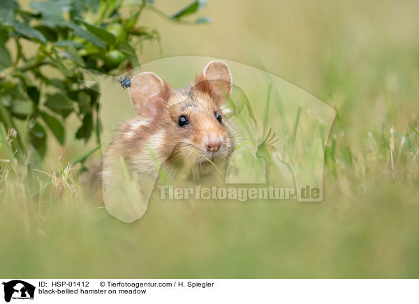 black-bellied hamster on meadow / HSP-01412