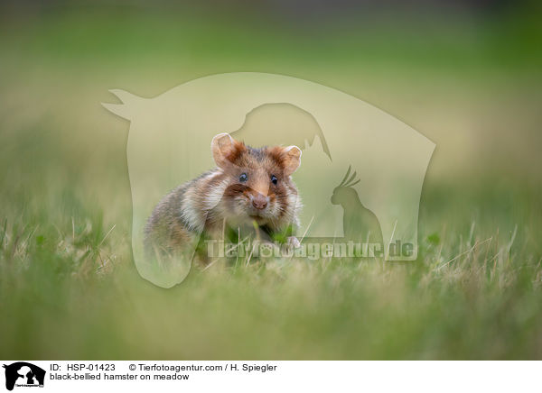 black-bellied hamster on meadow / HSP-01423