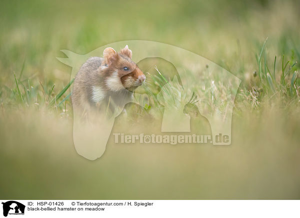 black-bellied hamster on meadow / HSP-01426