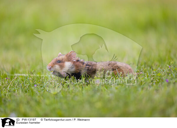 Eurasian hamster / PW-13197