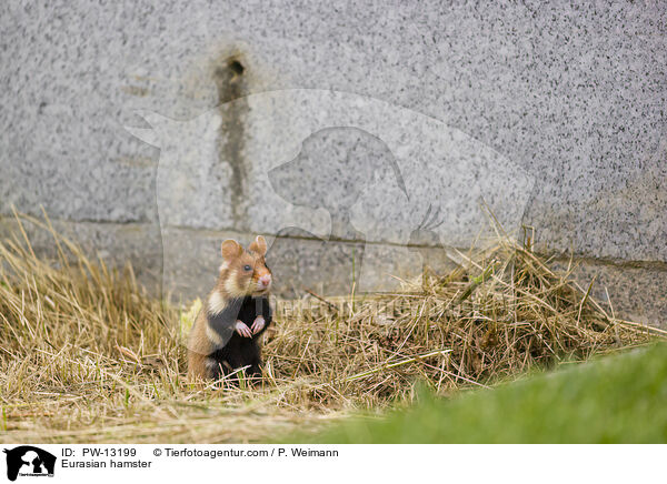 Eurasian hamster / PW-13199