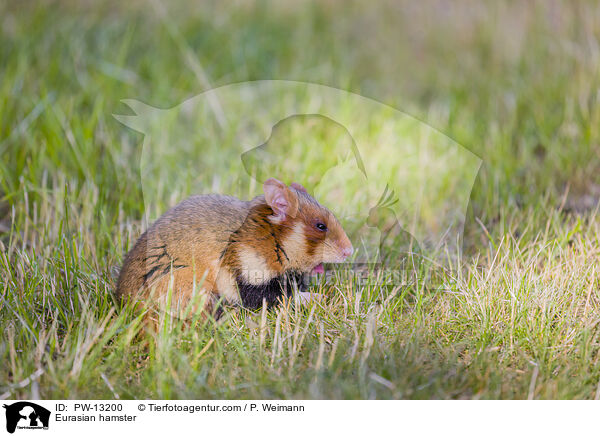 Eurasian hamster / PW-13200