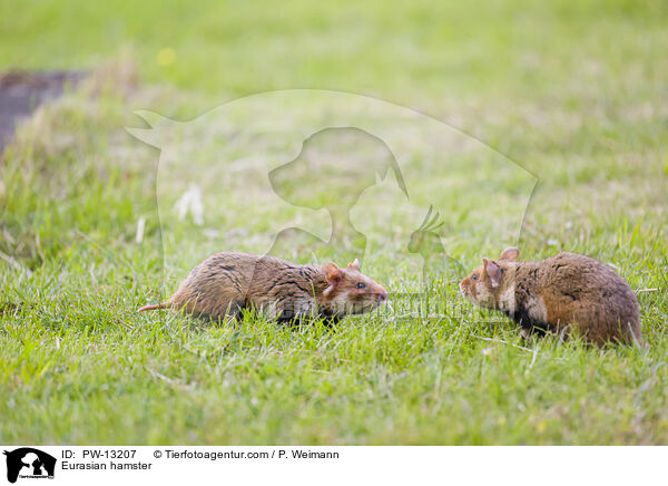 Eurasian hamster / PW-13207