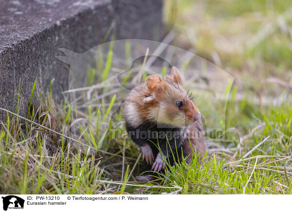 Eurasian hamster / PW-13210