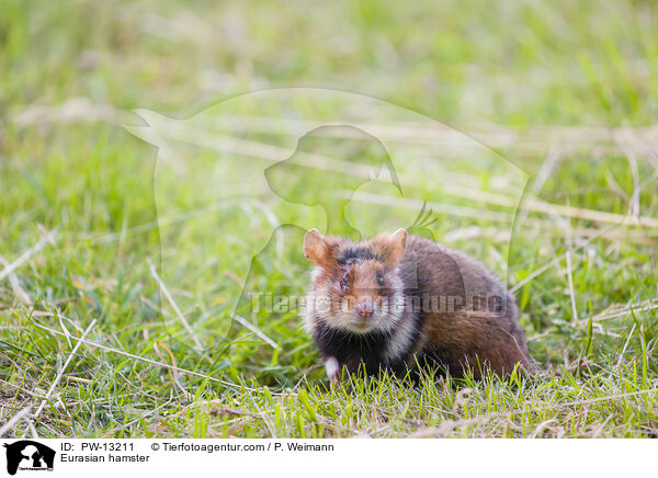 Eurasian hamster / PW-13211