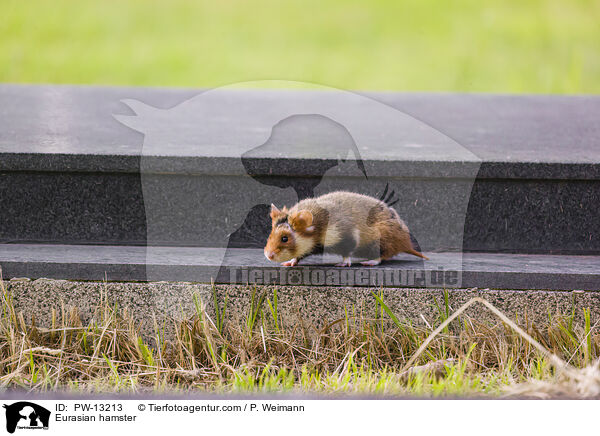Eurasian hamster / PW-13213
