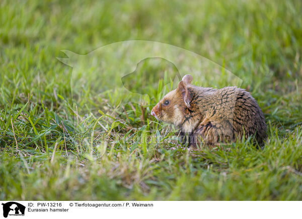 Eurasian hamster / PW-13216