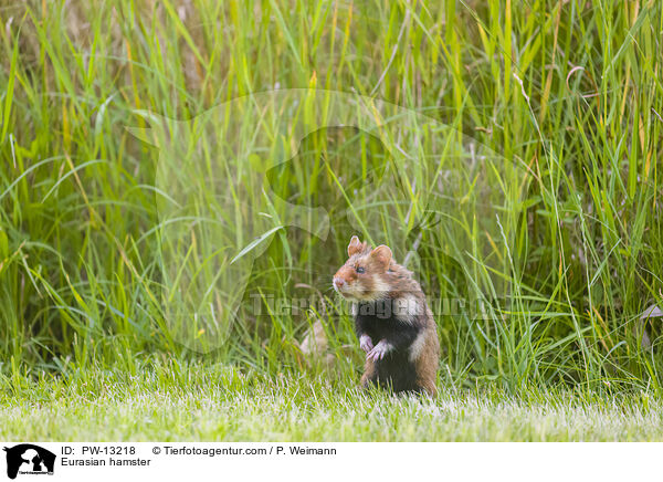 Eurasian hamster / PW-13218