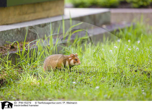 black-bellied hamster / PW-15279