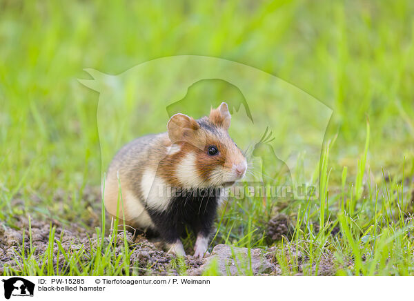 black-bellied hamster / PW-15285