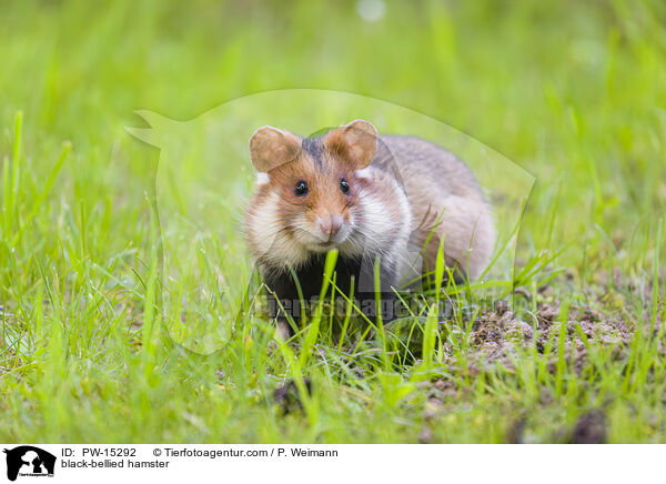 black-bellied hamster / PW-15292