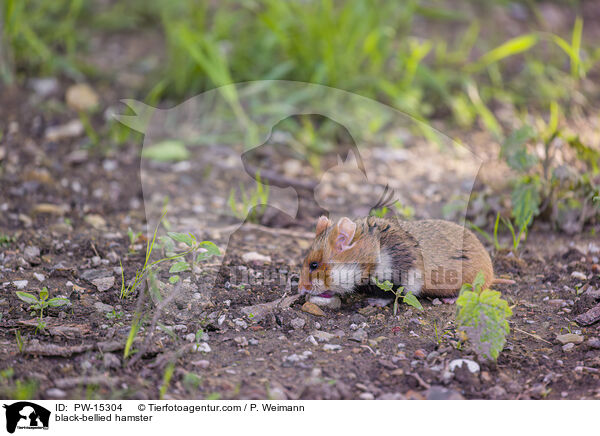 black-bellied hamster / PW-15304
