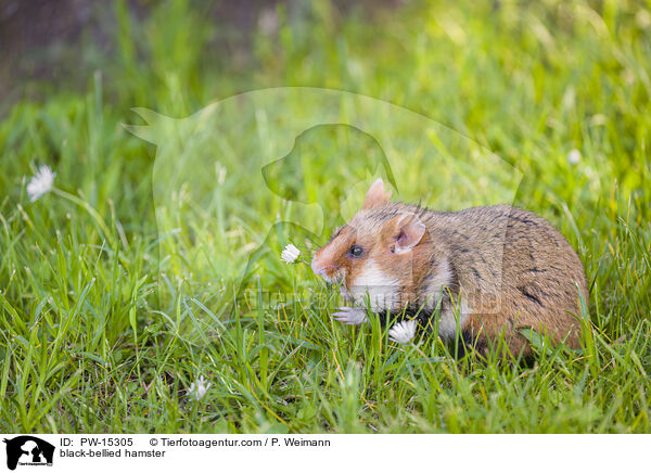 black-bellied hamster / PW-15305