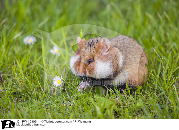 black-bellied hamster / PW-15309