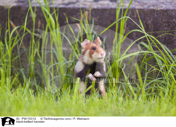 black-bellied hamster / PW-15312