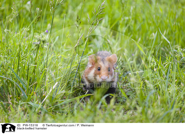 Feldhamster / black-bellied hamster / PW-15318