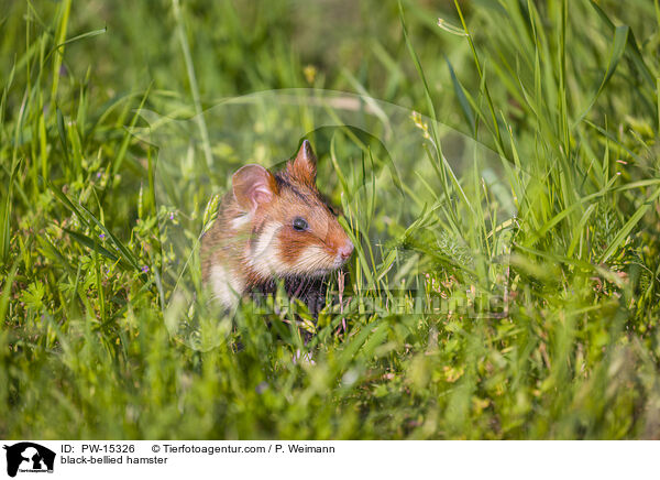 black-bellied hamster / PW-15326