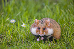 black-bellied hamster