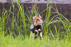 black-bellied hamster