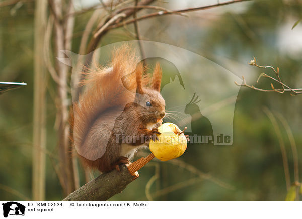 Europisches Eichhrnchen / red squirrel / KMI-02534
