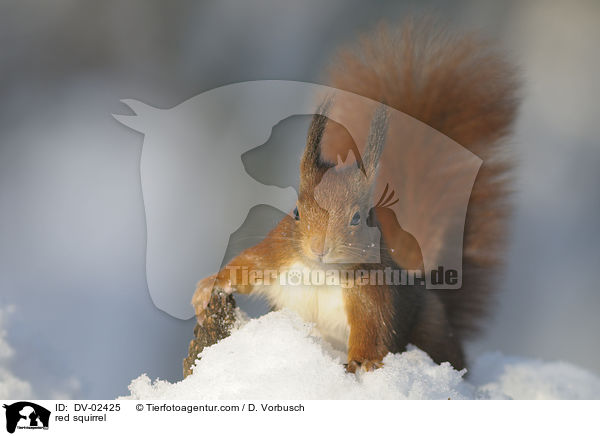 red squirrel / DV-02425