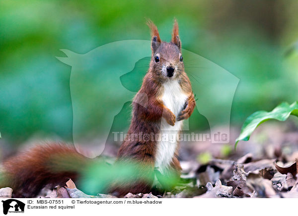 Eurasian red squirrel / MBS-07551