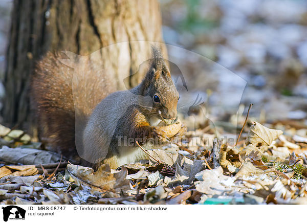 Europisches Eichhrnchen / red squirrel / MBS-08747