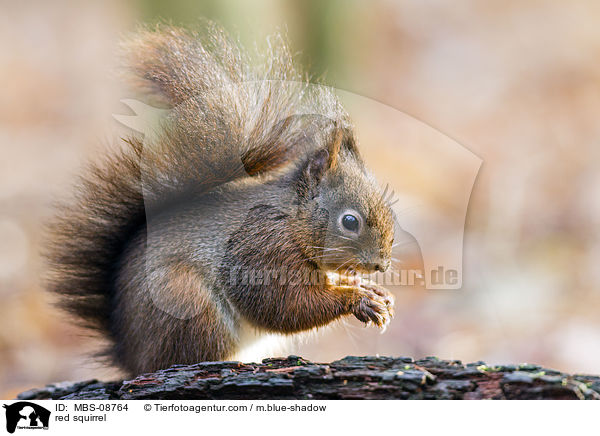 Europisches Eichhrnchen / red squirrel / MBS-08764