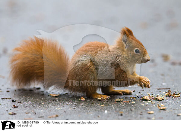 Europisches Eichhrnchen / red squirrel / MBS-08780