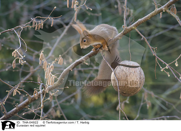 Europisches Eichhrnchen / Eurasian red squirrel / THA-04922