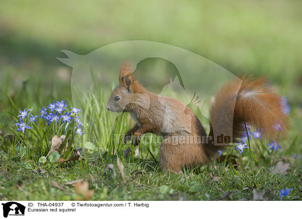 Europisches Eichhrnchen / Eurasian red squirrel / THA-04937