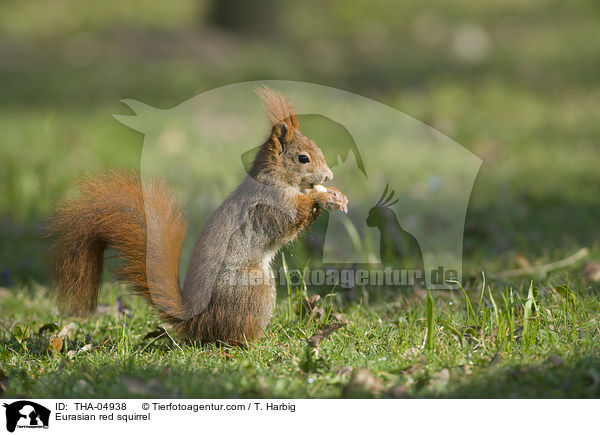 Europisches Eichhrnchen / Eurasian red squirrel / THA-04938