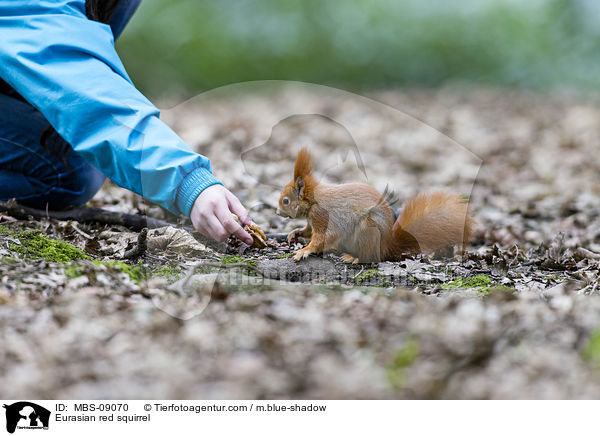 Europisches Eichhrnchen / Eurasian red squirrel / MBS-09070