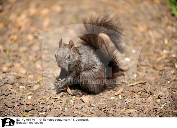 Europisches Eichhrnchen / Eurasian red squirrel / YJ-06776