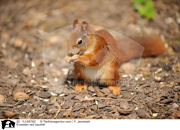 Europisches Eichhrnchen / Eurasian red squirrel / YJ-06782