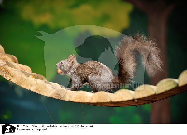 Europisches Eichhrnchen / Eurasian red squirrel / YJ-06784