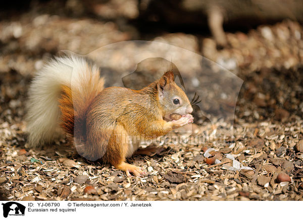 Europisches Eichhrnchen / Eurasian red squirrel / YJ-06790