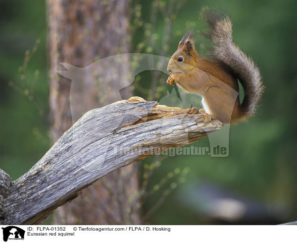 Europisches Eichhrnchen / Eurasian red squirrel / FLPA-01352