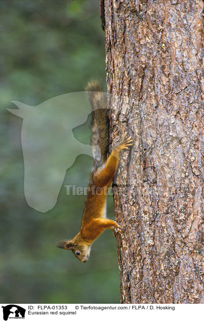 Europisches Eichhrnchen / Eurasian red squirrel / FLPA-01353