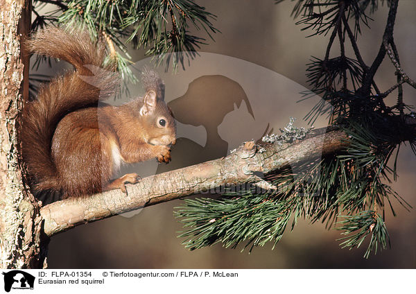 Europisches Eichhrnchen / Eurasian red squirrel / FLPA-01354
