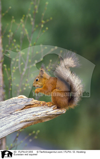 Europisches Eichhrnchen / Eurasian red squirrel / FLPA-01355