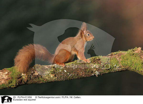Europisches Eichhrnchen / Eurasian red squirrel / FLPA-01359