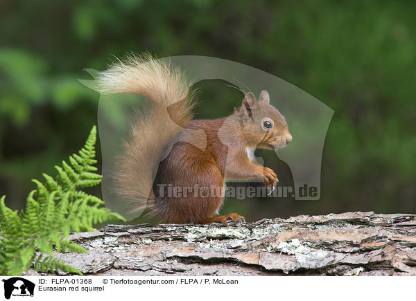 Europisches Eichhrnchen / Eurasian red squirrel / FLPA-01368