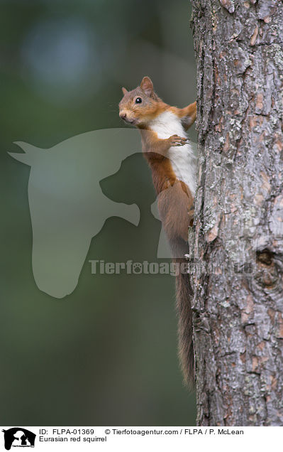 Europisches Eichhrnchen / Eurasian red squirrel / FLPA-01369