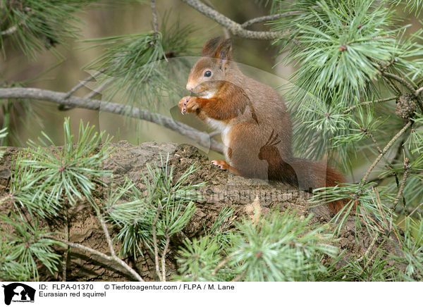 Europisches Eichhrnchen / Eurasian red squirrel / FLPA-01370